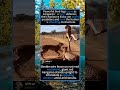 Giant Red Kangaroo Confronts Aggressive Cheetah On Dry Savannah#foryou #fyp #animals #funny