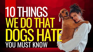 From Hugs to Grooming: 10 Things We Do That Dogs Secretly Dislike