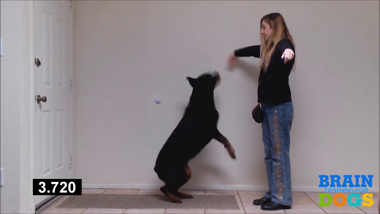 How To Train Your Dog NOT To Bite People + Best Way To Train Your Dog ...