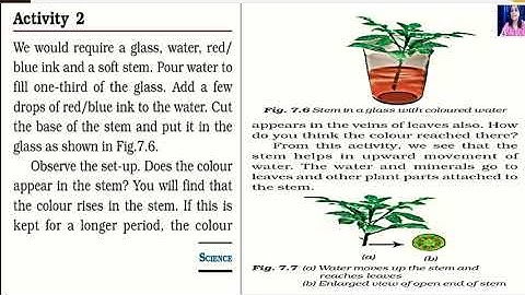 GEETA JAIN/FORM 6/SCIENCE/CHAPTER 7/GETTING TO KNOW PLANTS /PART 2