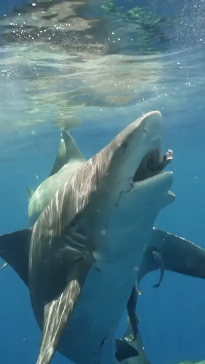 Bull Shark Eating😮 #shark #sharks #bullshark #sharkdiving - YouTube