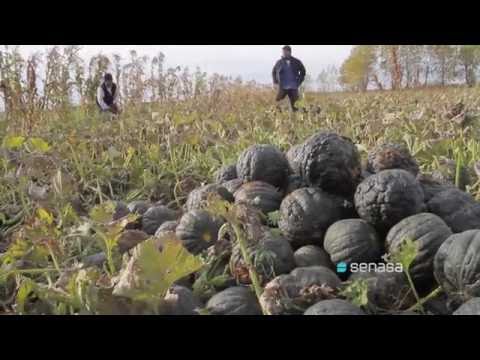 Agricultura Familiar