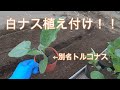2021 トルコナス（白ナス）の植え付け！！
