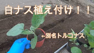 2021 トルコナス（白ナス）の植え付け！！