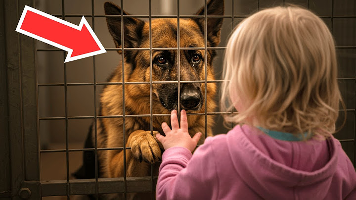 Dog Is Rejected By Everyone, Then A 4-Year-Old Girl Sees It & Does Something Unbelievable!