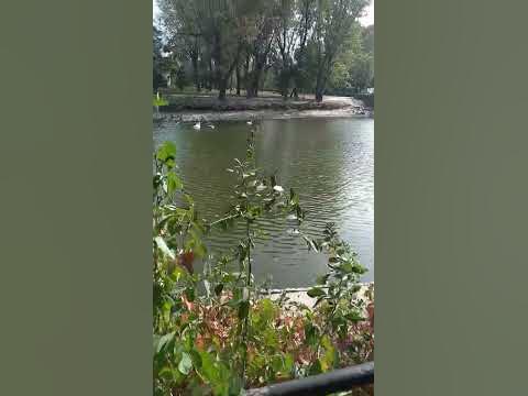 Парк Дубовий гай. Запоріжжя. Україна. Осінній день. 04102023. # ...
