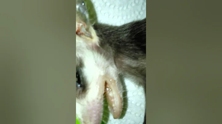 Tiny oppossum from Sam the cat