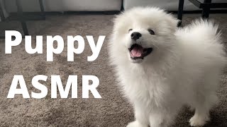 Puppy ASMR: Casper's New Snuffle Mat