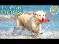 24 hours best fun  relaxing tv for dogs fastboredom busting  anxietys for dog with music
