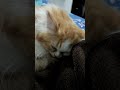Maxx the 🐈