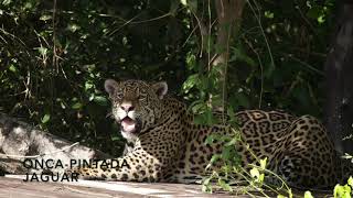 Animais da Fauna Pantaneira- Fazenda San Francisco Pantanal Sul