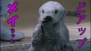 【鳥羽水族館】どアップメイちゃん【ラッコSeaotter】