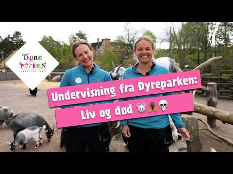Undervisning fra Dyreparken: Liv og død 🐭🪰💀