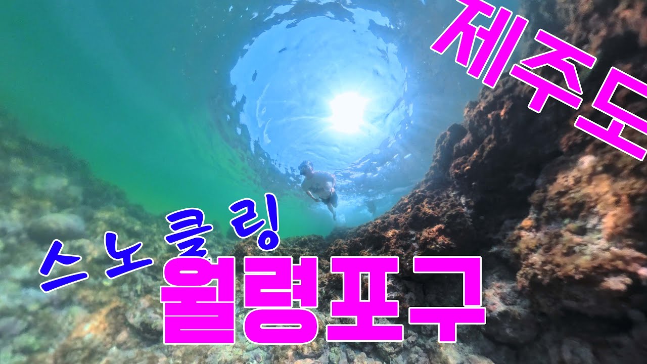 제주도 월령포구에서 스노클링하다가 역대급 영상 건졌습니다