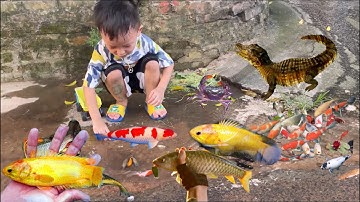 Thỏ Vlog đi tìm bắt cá sấu và các con vật dễ thương, cá rô, cá koi , cua , rùa ,chuột, cá nước ngọt