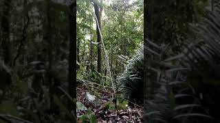 Cara ampuh pikat burung poksay hitam sumatra