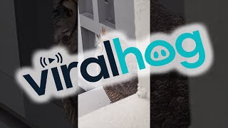 Man Is Very Excited to Have His First Owl Encounter || ViralHog