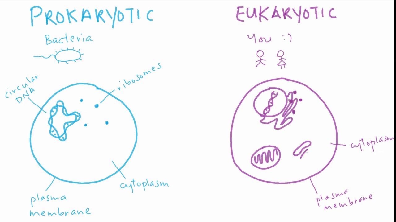 ⁣The difference between prokaryotic and eukaryotic cells | Cell structure and function | meriSTEM