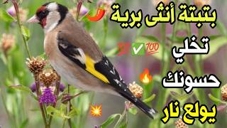 بتبتة أنثى الحسون، لن تجد أفضل منها لعلاج صمت حسونك و تحفيزه على التغريد، لو صامت سيغرد رغما عنه