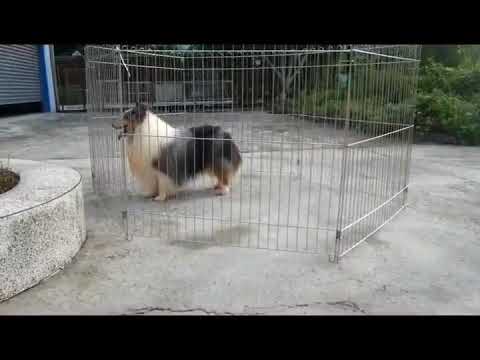 大理石色喜樂蒂牧羊犬 Youtube