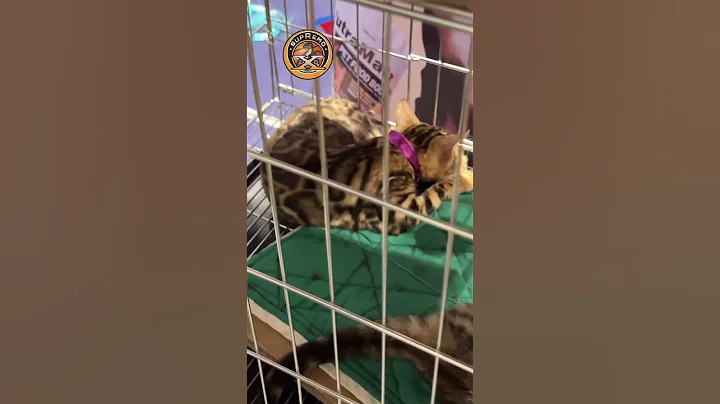 Watch the video about BENGAL CAT || SUPREMO eXo Pet #supremo #exo #pet