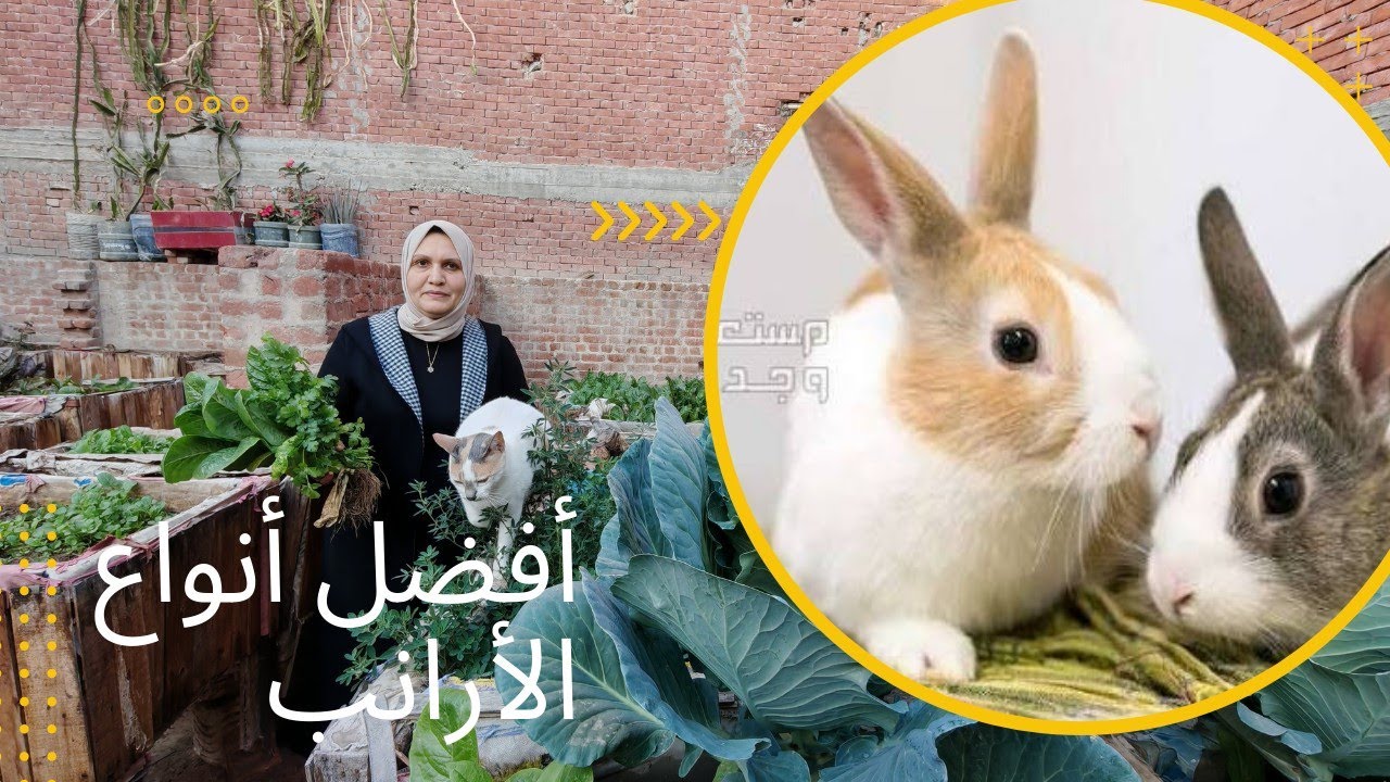 روتين عند صغار الارانب والزؤزؤ وجمع الخس على السطح