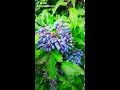 وائل جسار من غيرك شو بسوا أنا وائل جسار من غيرك شو بسوا أنا
