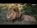 Safarilive sunrise  07 june 2024