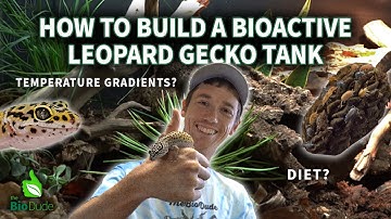 How to set up a bioactive Leopard Gecko terrarium 2025 UPDATED