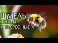 Шмель - интересные факты