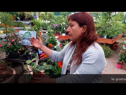 Video: Il fiore di paglia deve essere pizzicato?