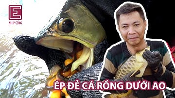 Kỳ công ép đẻ cá rồng dưới ao sau nhiều lần thất bại, vua cá Hoàng Mạnh Long thu 500 triệu mỗi tháng