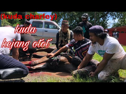 kuda kejang otot semasa buat aktiviti out ride..(kuda charley)