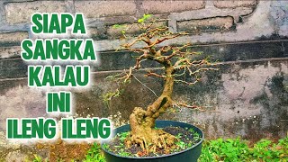 bonsai ileng ileng 2 tahun berproses