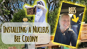 Installing a Nucleus Bee Colony - Beginning to End