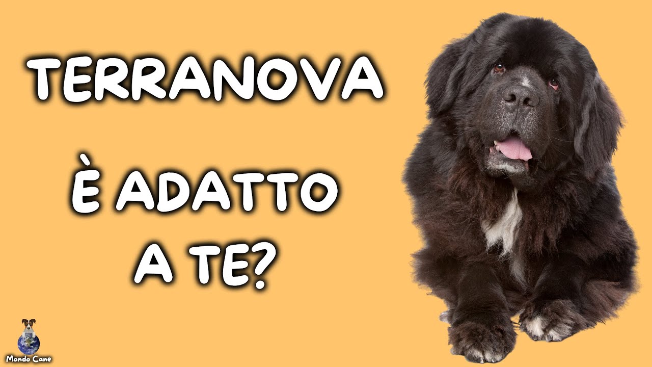 Terranova: Cosa Sapere