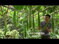 The gourds in my garden come time to harvest. Robert | Green forest life