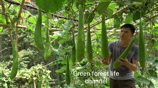 The gourds in my garden come time to harvest. Robert | Green forest life