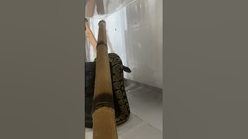 خیلی هم سیس خوبیه 😂😂 #ballpython #پایتون #reptiles #ballpythonsnake #مار #animals #python #snake