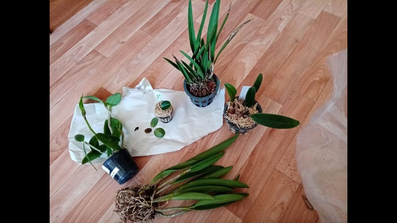 Посылочка орхидей от Александры из Симферополя и от Лили из Казани.