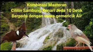 Masteran Suara Cililin Sambung Kenari Jeda 10 Detik | Suara Alam Bikin Gacor Panjang 🔥