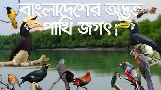 বাংলাদেশের অদ্ভুত সুন্দর ১৩ পাখি! 13 Birds of Bangladesh | 10 SOLUTIONS screenshot 5