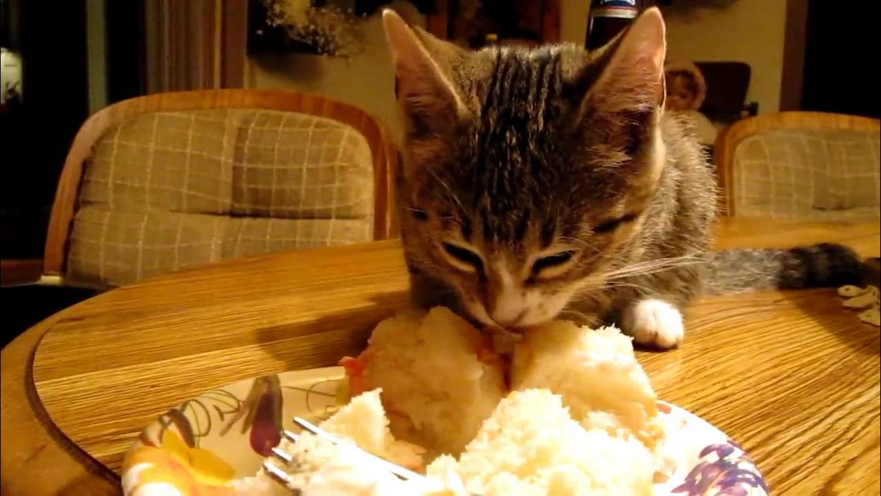 Кот кушает. Кошка кушает. Довольный кот. Кошка кушает. Котик с едой.