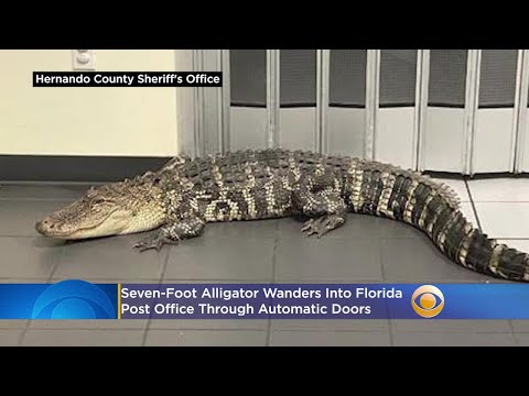 Video: Aligator Prins Pe Terenurile școlii Din Florida