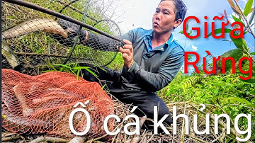 Lờ Cá Mùa Nước Nổi Ở Miền Tây