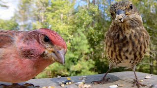 Watch Purple Finches Defend Their Feeder!