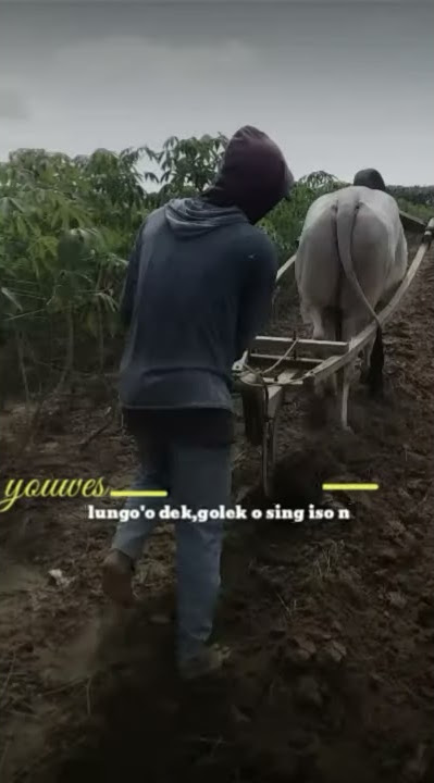 Story weha ( AMBYAR_LUNGO'O DEK)