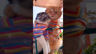 That's So Cute😂😂Friendship Of The Two Cats #Cute #Cat #Funnycats #Shorts #Shortsfeed #Fypシ