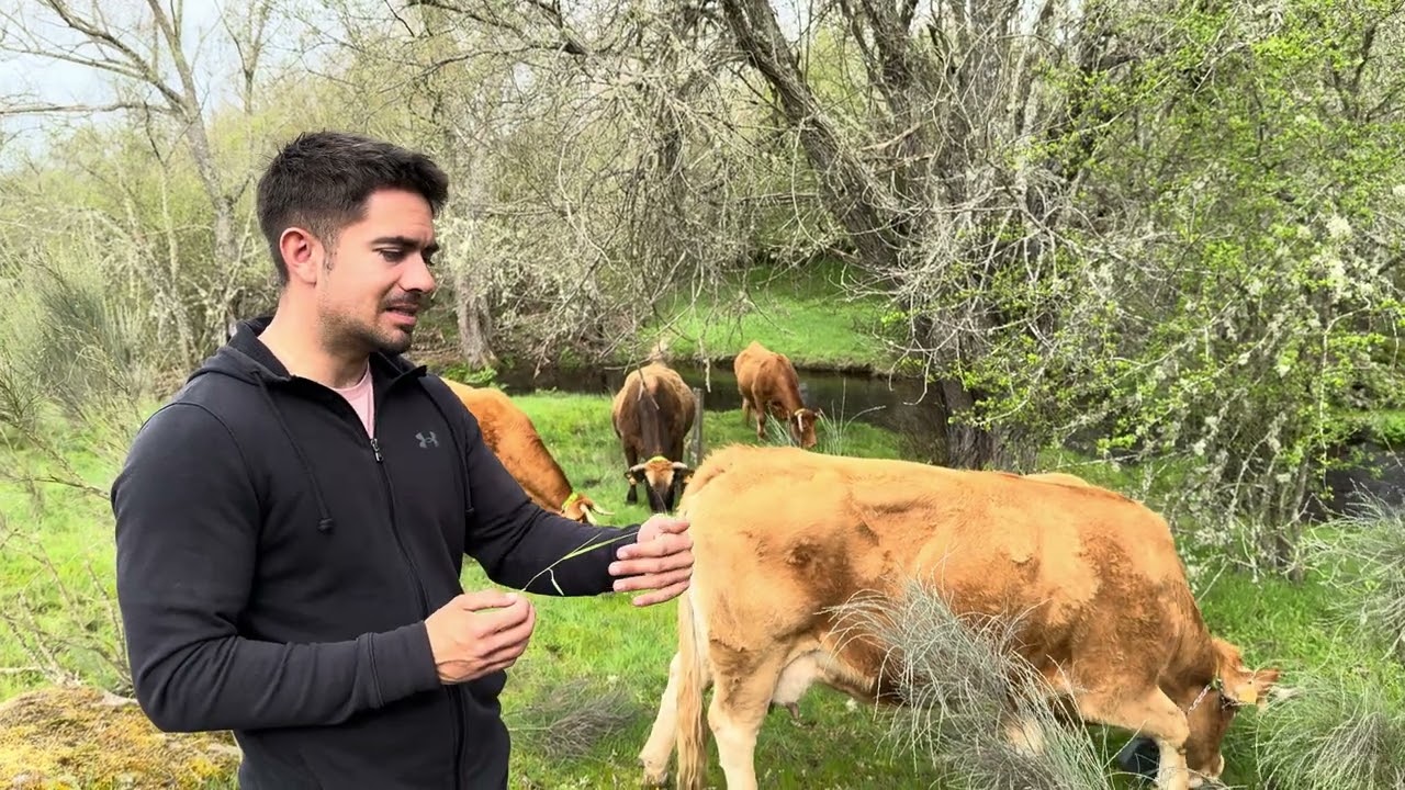 UN PASEO EN MI GANADERÍA REGENERATIVA , Animales , pastos , repaso de la temporada ..