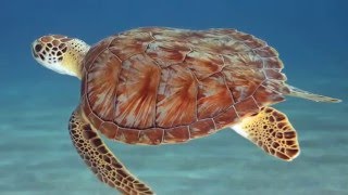 TurtleTracts:Studying Microbiomes to Save Sea Turtles